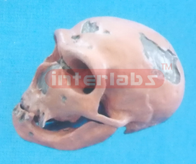 NEANDERTHAL MAN SKULL